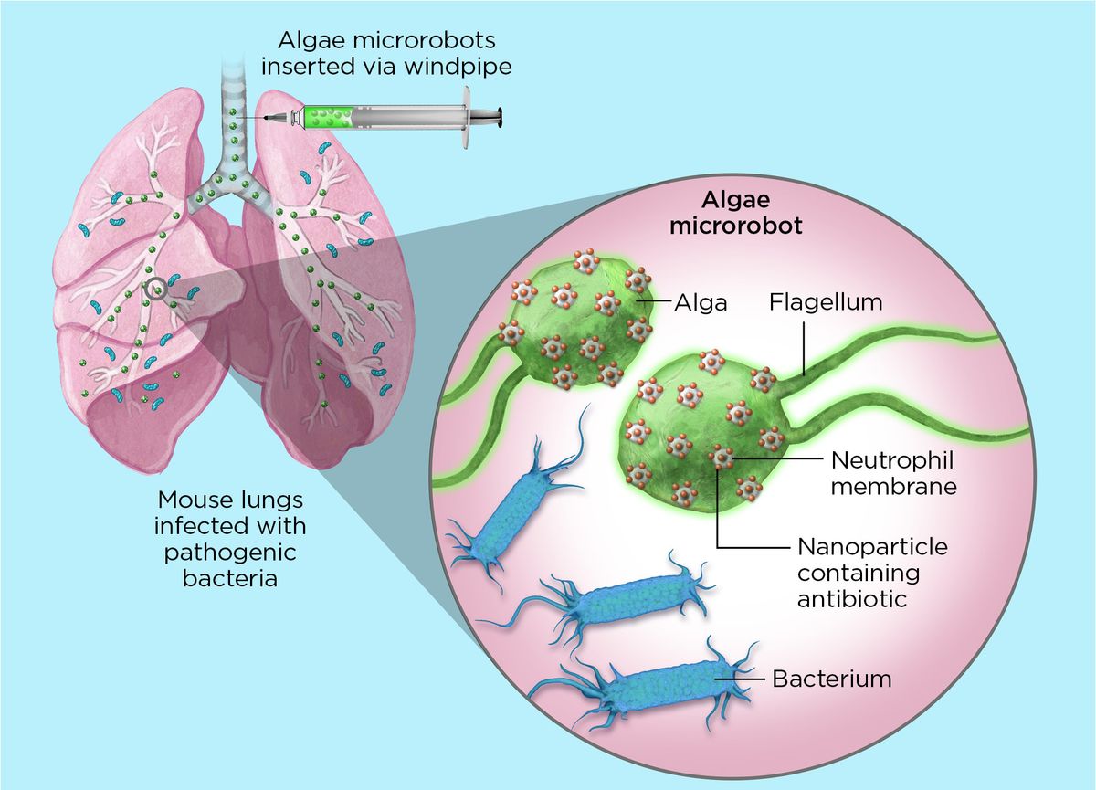 Illustration showing microscopic algae swim through mouse lungs and deliver nanoparticles of an antibiotic attached to their surfaces