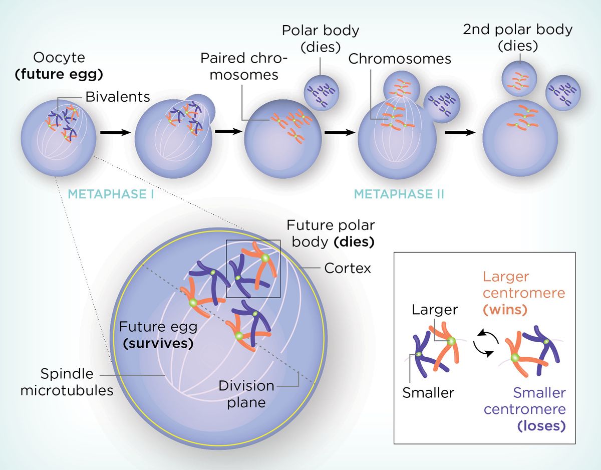 Infographic depicting one way centromeres can "cheat" during meiosis