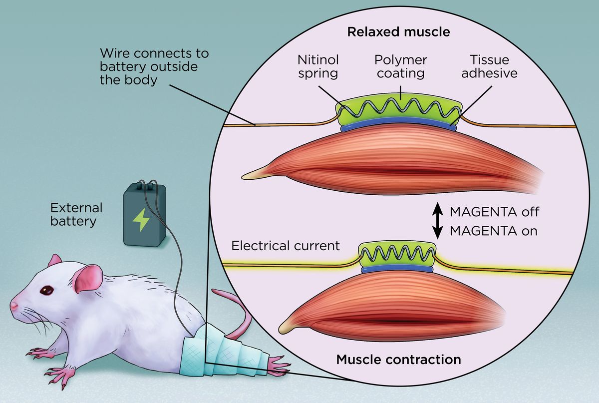 Illustration showing an experimental device called MAGENTA and how it works