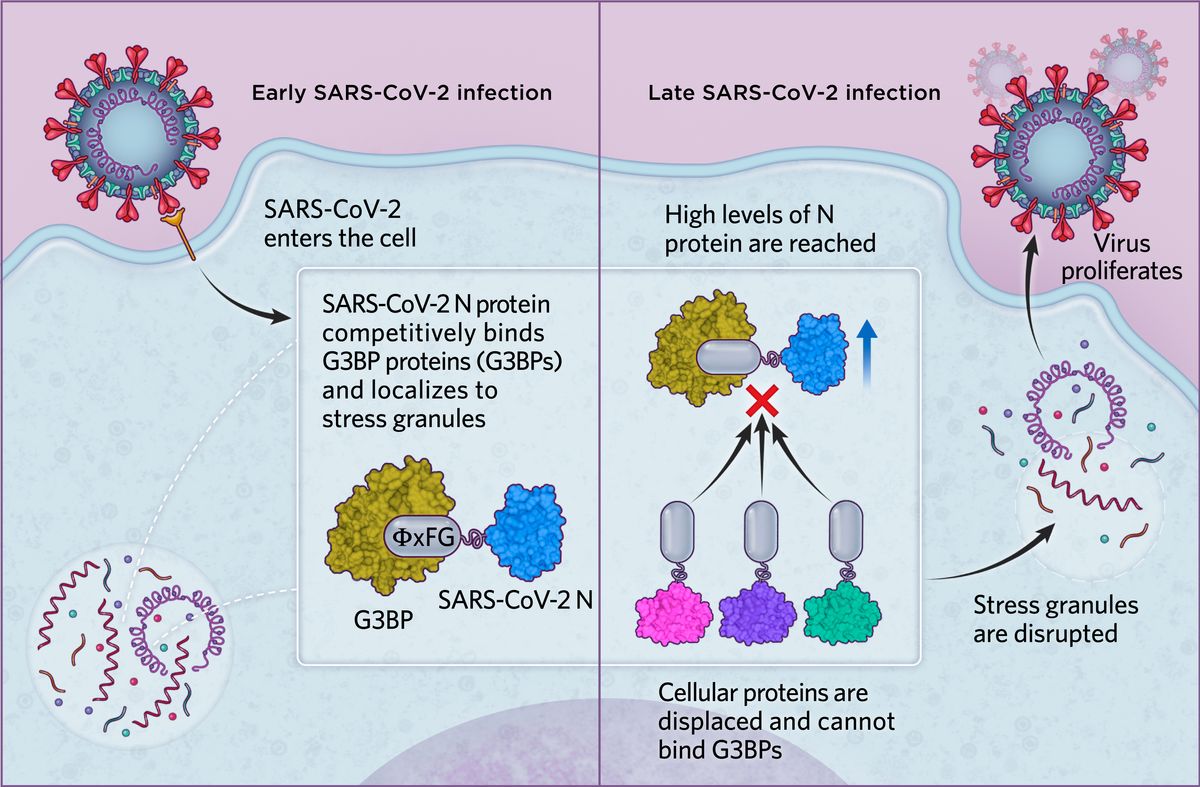 Infographic about SLiMs in SARS-CoV-2 Infection