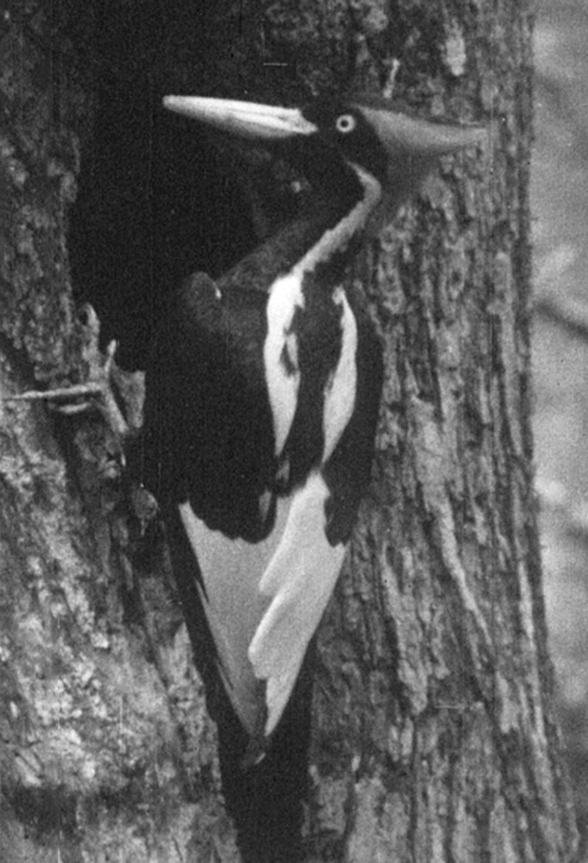 An ivory-billed woodpecker (Campephilus principalis) in 1932