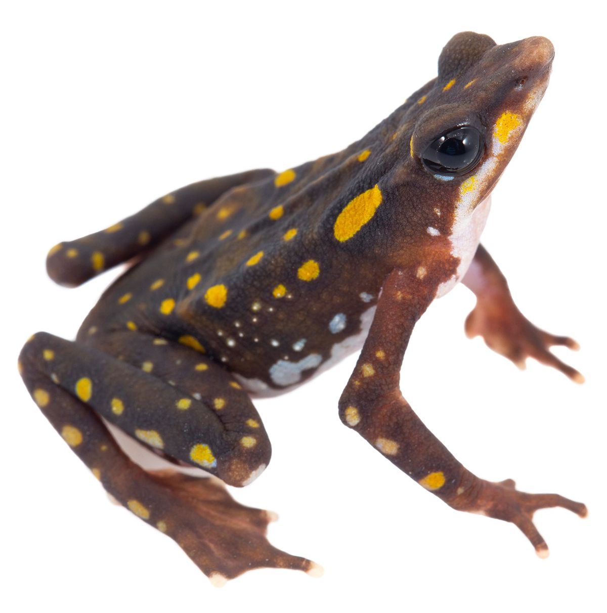 A breeding program that started with two males and two females of Ecuador’s longnose harlequin toad (<em>Atelopus longirostris</em>), once thought extinct, now has dozens of adults and hundreds of juveniles and tadpoles.