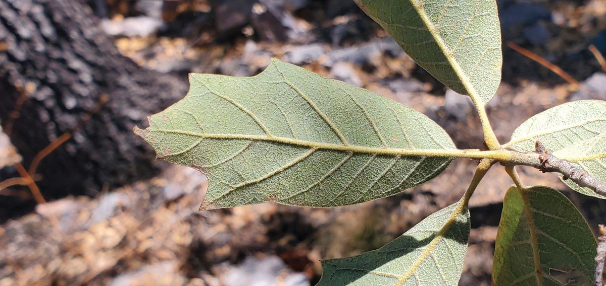 Fuzz on the underside of this leaf helped botanists identify the tree as a lateleaf oak (<em>Quercus tardifolia</em>).