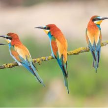 Brightly colored birds resting on a tree