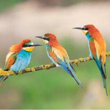 Brightly colored birds resting on a tree