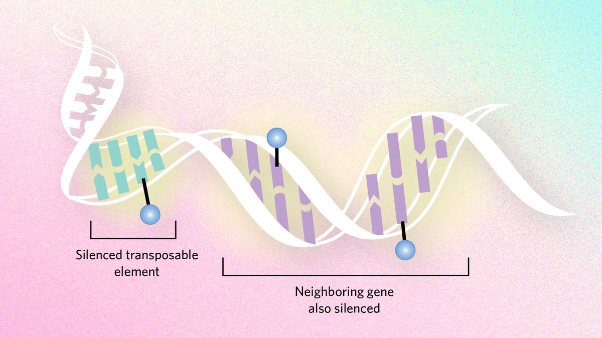 Epigenetics and the genome infographic, the dampening mutation patterns graphic