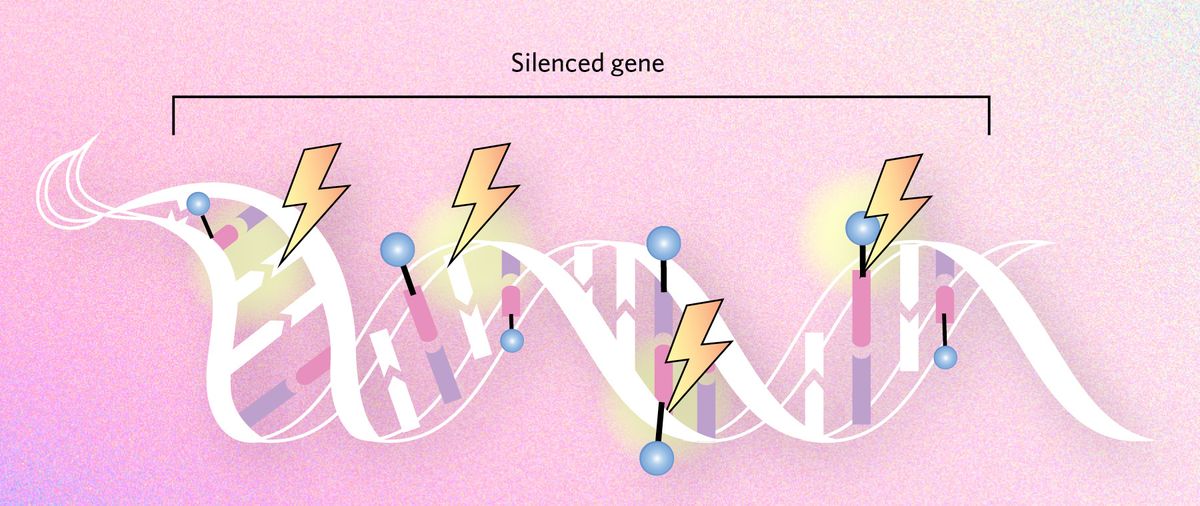 Epigenetics and the genome infographic, the new gene functions graphic