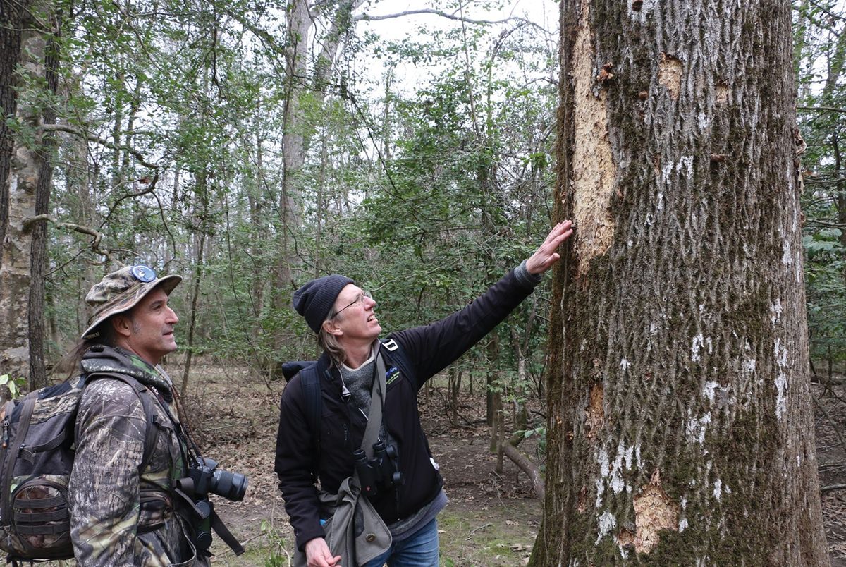 Mark Michaels (left) and Steve Latta of the National Aviary look at signs of woodpecker foraging on a tree.