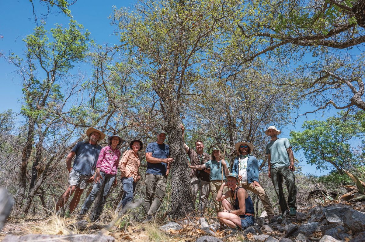 Botanists celebrate their discovery of what may be the world’s last lateleaf oak tree (<em>Quercus tardifolia</em>).