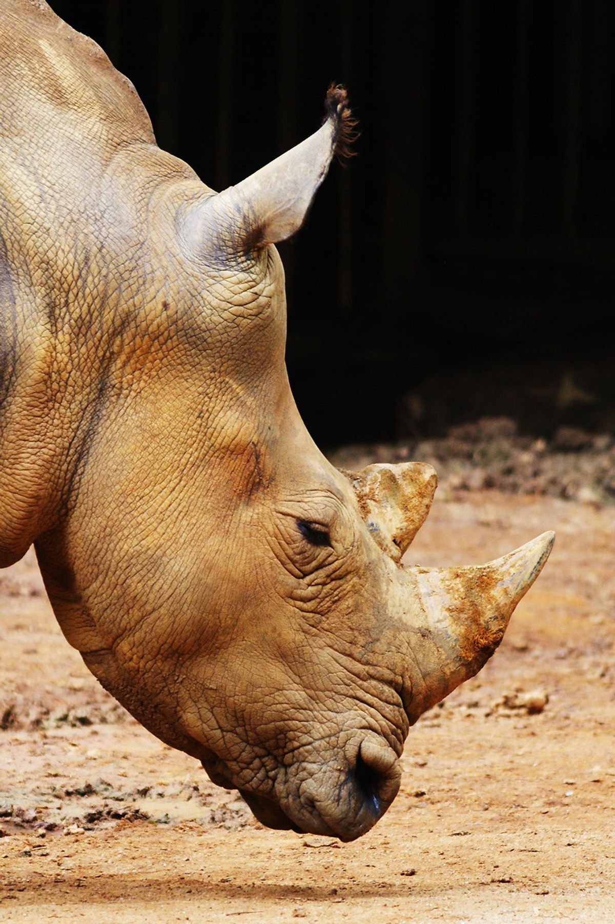 Because the Sumatran rhinoceros’s (<em >Dicerorhinus sumatrensis</em>) primary horn is embedded within its face, poachers kill the animals to extract the entire bone to sell in illegal wildlife trading markets.