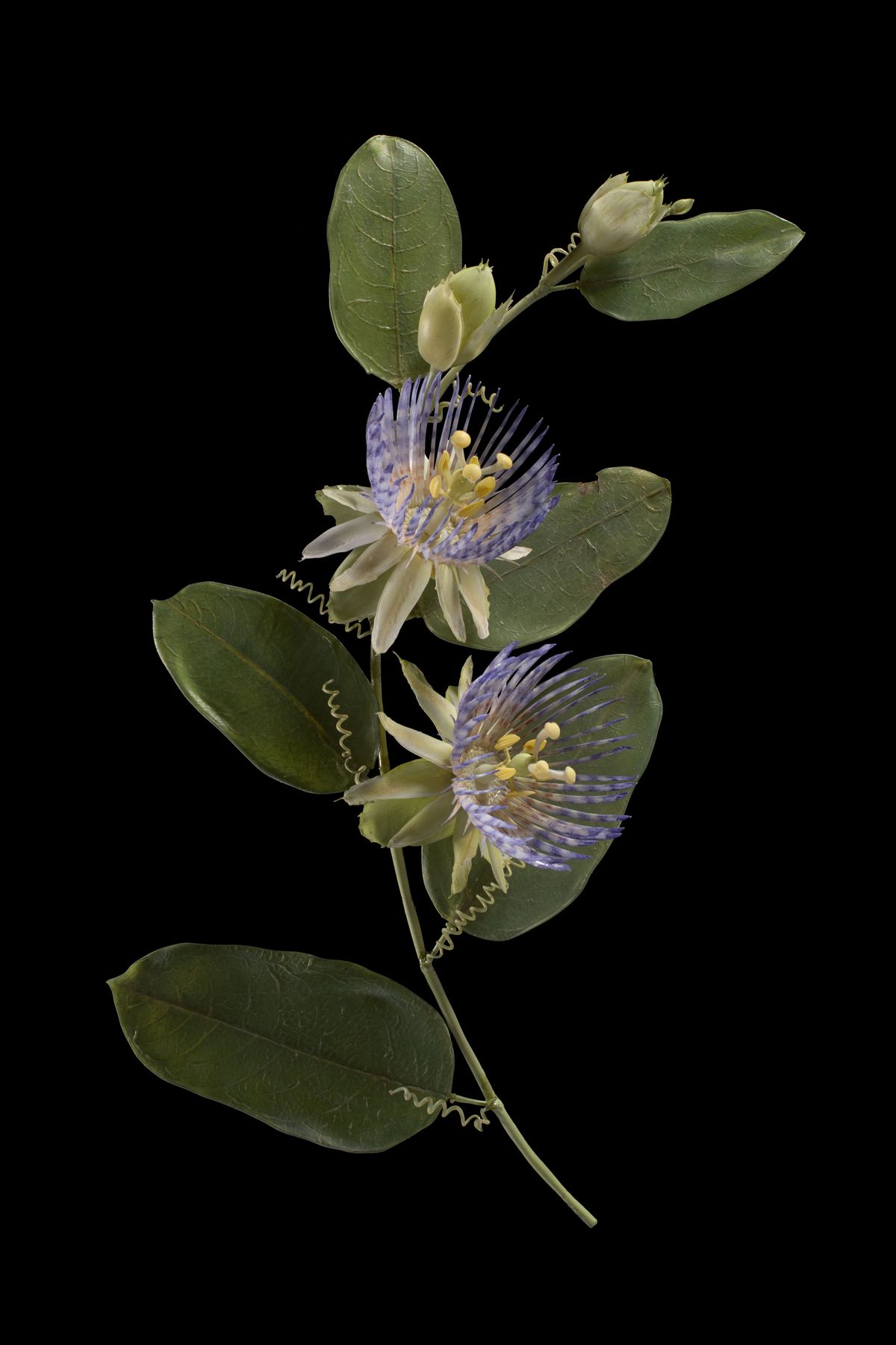 Glass blown and sculpted model of the golden bellapple (<em>Passiflora laurifolia</em>)