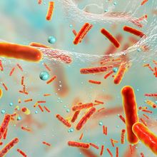 Brush Up: Quorum Sensing in Bacteria and Beyond