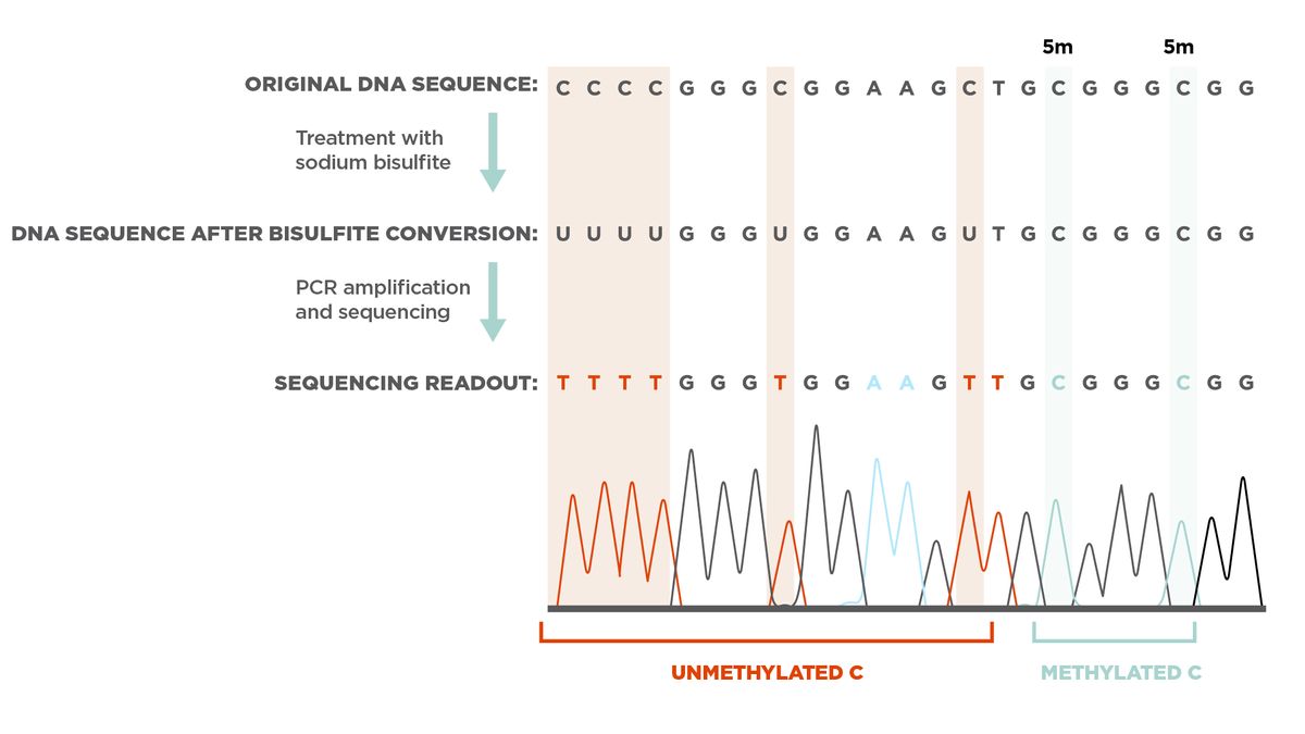 A drawing of a sequencing chromatogram that illustrates how bisulfite conversion affects the DNA sequence at methylated and unmethylated cytosines.