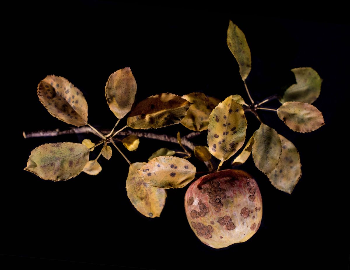 Glass-blown and sculpted model of the apple (<em>Malus pumila</em>) marked by the telltale blemishes of an apple scab infection caused by the fungus <em>Venturia inaequalis</em>.