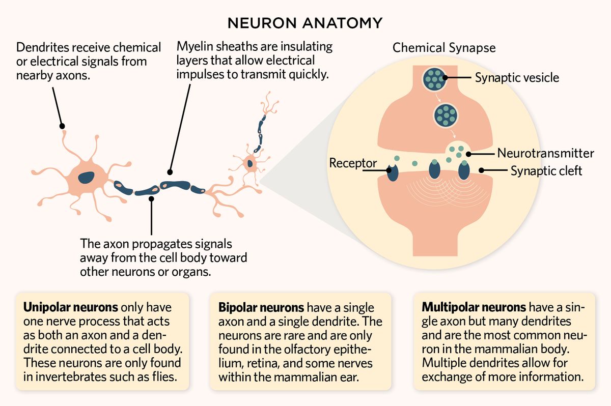 Diagram of neuron anatomy, including dendrites, the axon, myelin sheaths, and chemical synapses.