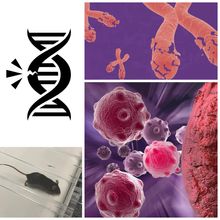 A collection of images from prior stories, including illustrations of DNA, chromosomes, and various cells, microscopy images of cancer cells, and a photo of a mouse on a treadmill.