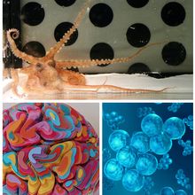 A collection of images from previous neuroscience articles, including those of an octopus in a chamber, artistic renditions of a brain, brain scans, and an image of neural connections in vitro.