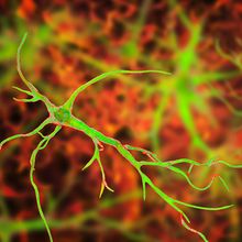 A reprogrammed astrocyte that can regenerate functional neurons.