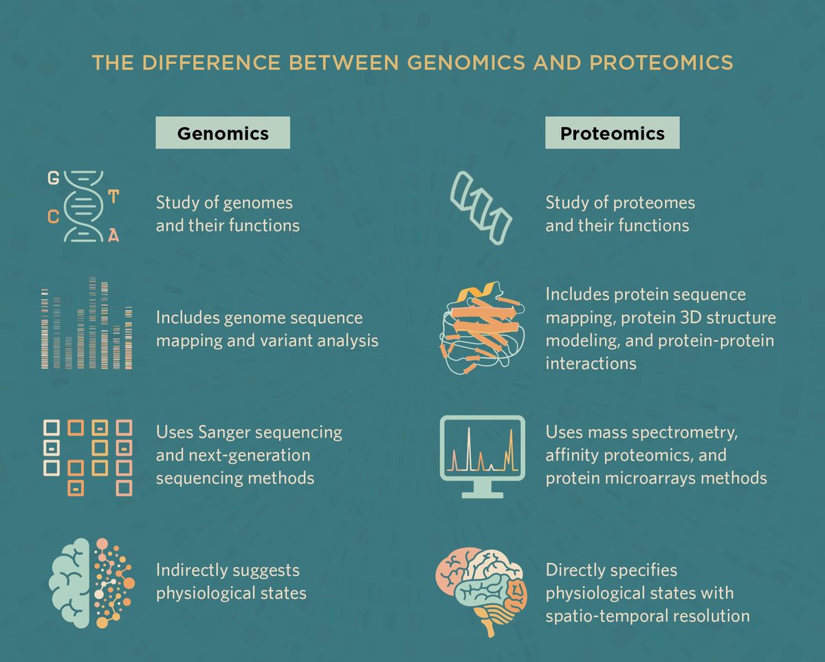 <em >The difference between genomics and proteomics</em>