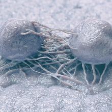 Two malignant cancer cells protruding towards each other.