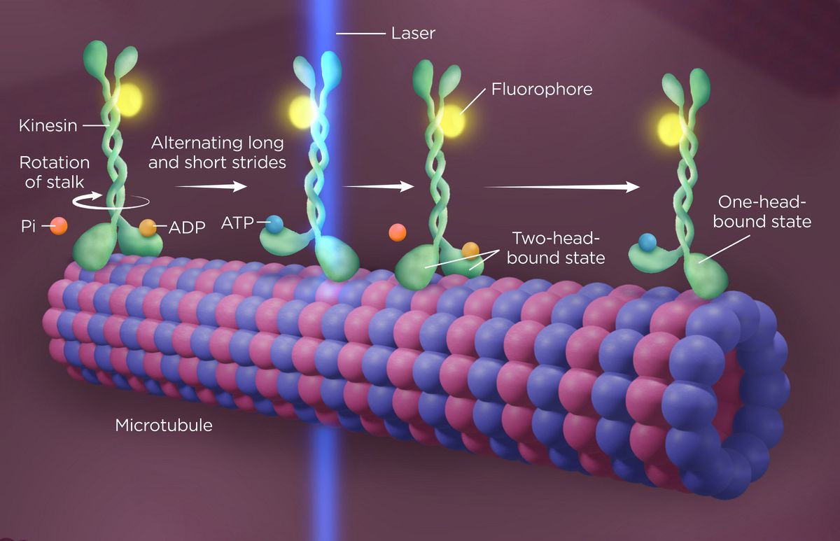 Illustration of newly discovered mechanism allowing kinesin to “walk” down a microtubule. A green kinesin molecule with an attached yellow fluorophore is shown passing through a blue laser as it rotates step by step along a red and purple microtubule, fueled by blue ATP molecules that are hydrolyzed into orange ADP and phosphate groups.