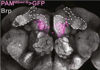 Image of the fly brain (grey) highlighting the population of neurons (pink) to which the gut-secreted peptide CCHa1 signals