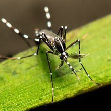 Mosquito on leaf stock photo 