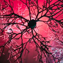 Artist&rsquo;s rendition of a neuron silhouetted against a glowing red background.