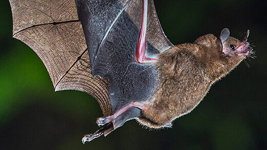 Photograph of a bat in flight.