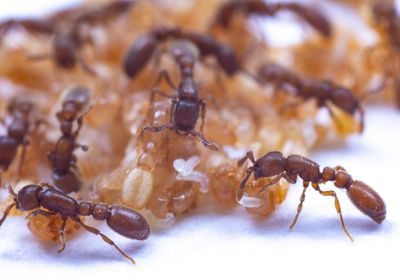 Brown-red ants climb over a pile of white translucent larvae and orange pupae. Some use their mandibles to position the larvae.