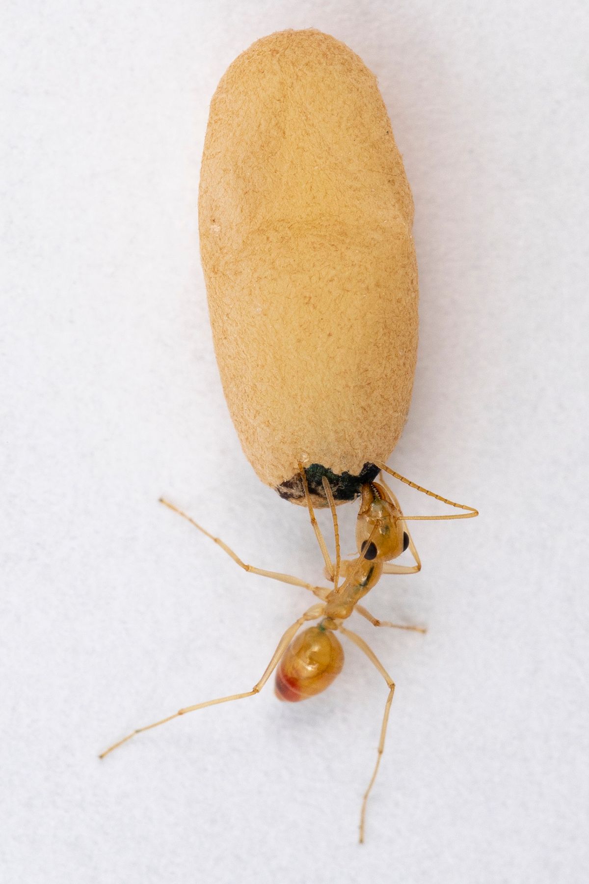 An orange-brown ant reaches its front legs and head into a hole at the bottom of a large orange cocoon.