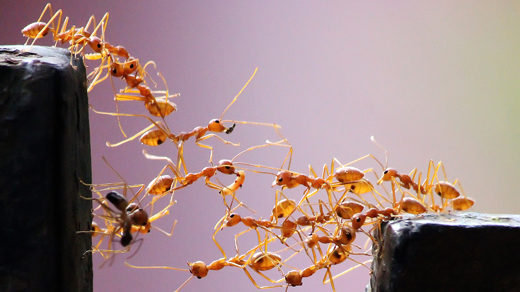 520px photo of army ants forming a bridge