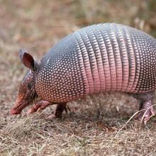 A nine-banded armadillo walking on dry grass.