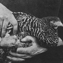 A black-and-white photo of a person&rsquo;s hands holding a black-and-white barred chicken. The feathers of its breast have been pulled back to reveal a large tumor.