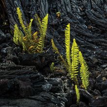 Ferns bounced back much faster than other plants after the meteor impact that wiped out the dinosaurs.