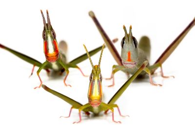 Three grasshoppers