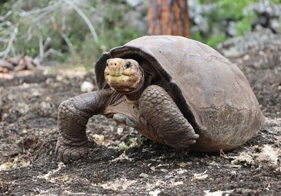 Fernanda, a Fernandina giant tortoise (<em>Chelonoidis phantasticus</em>), was identified in 2019, decades after her species supposedly went extinct.