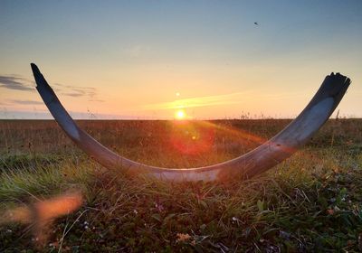 A fossilized mammoth tusk sitting in a grassy field during sunset&nbsp;