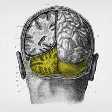 The brain&#39;s cerebellum