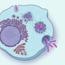 Illustration showing how some intracellular bacteria, such as <em >Legionella pneumophila</em>, manipulate the cell&#39;s membranes for their own good