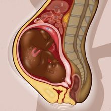 Illustration showing immunology during pregnancy