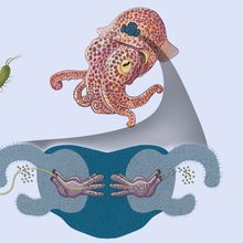 Illustration of a Hawaiian Bobtail squid