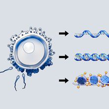 Illustration showing epigenetic changes