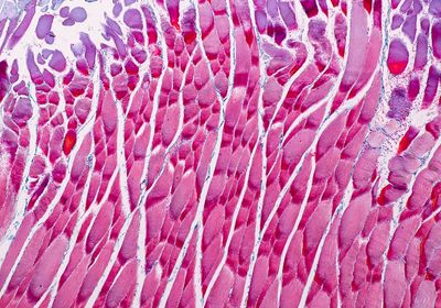 Education anatomy and Histological sample Striated (Skeletal) muscle of mammal Tissue under the microscope.
