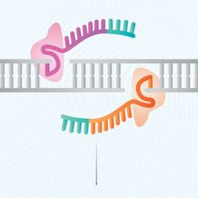 Two prime editing guide RNAs (pegRNAs), deliver Cas9 enzymes to targeted regions of the genome.