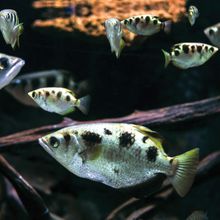 Archerfish in the deep transparent water.