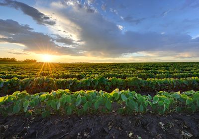 Rows of soybean plants with green leaves beneath a partially clouded sky with the rising sun in the background.