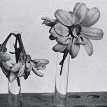 A black and white photo of two sets of flowers in test tubes, one of which is wilting