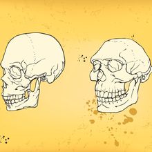 Illustration of a human and Neanderthal skull side by side.