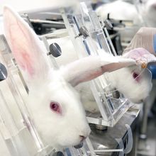 White rabbits are held in place with transparent restraints in a research laboratory